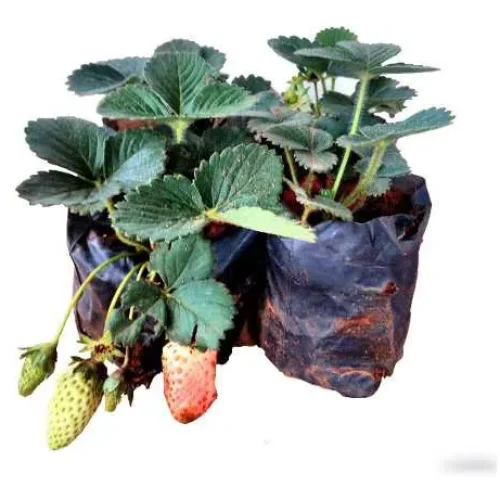 MORANGO