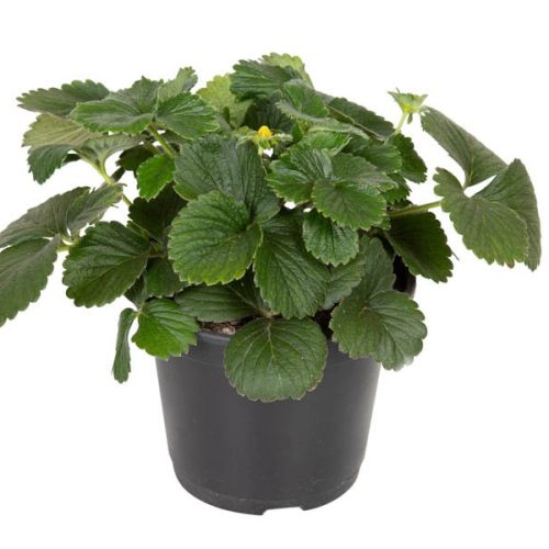 MORANGO