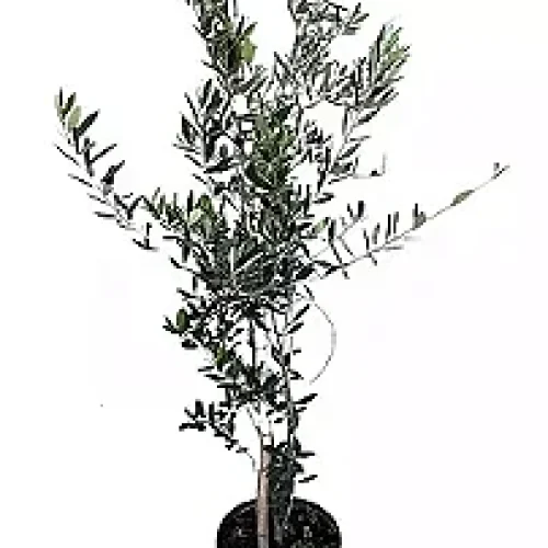 OLIVEIRA