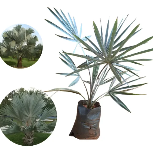 PALMEIRA AZUL