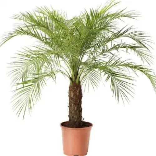 PALMEIRA FENIX