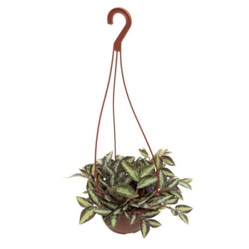 PEPEROMIA REPENS