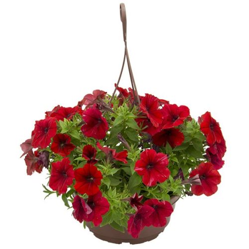 PETUNIA CUIA