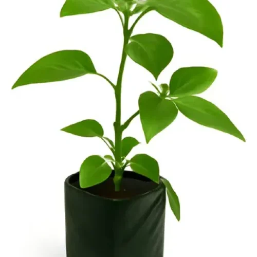 PIMENTA MALA