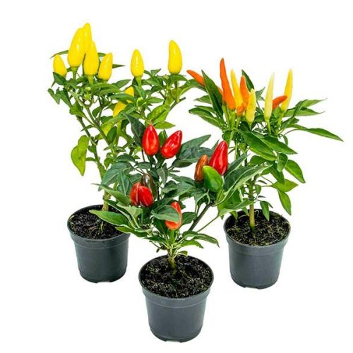PIMENTA