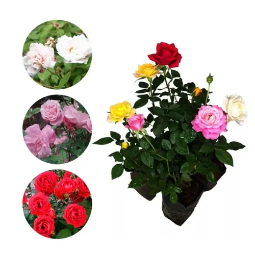 ROSA MUDA