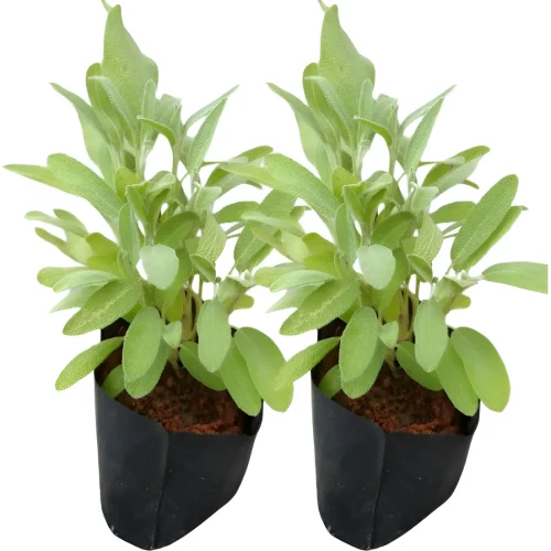 SALVIA