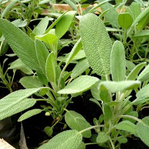 SALVIA