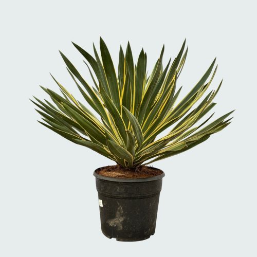 YuccaGloriosaVariegata-80cm_1920x
