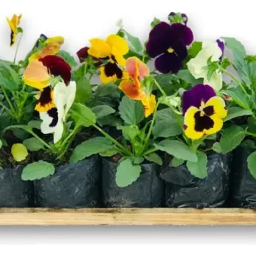 aaaa
