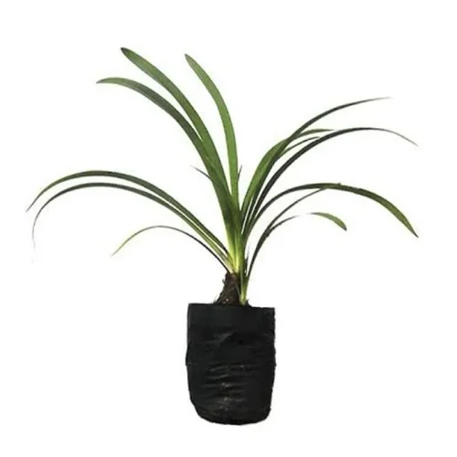 agapanto_agapanthus_raiz_nua_kit_10unid_453_1_13c80ca6599c3b7b32f16ef03a93f320