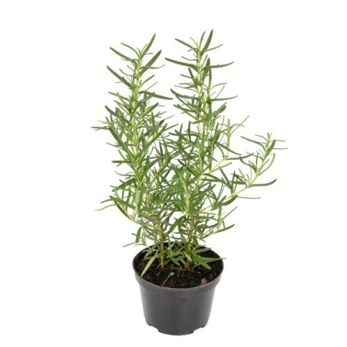 alecrim-