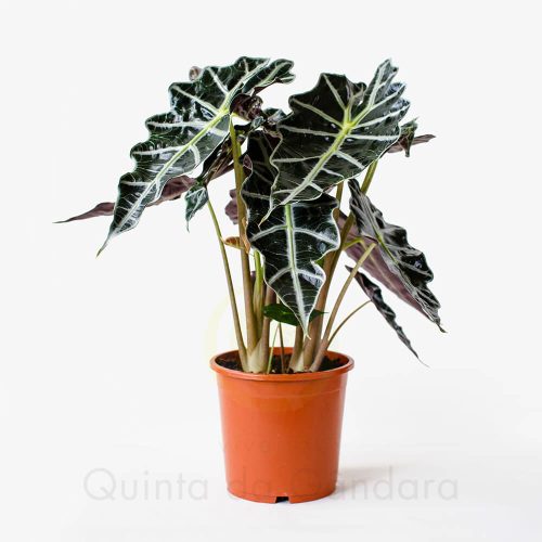 alocasia-polly