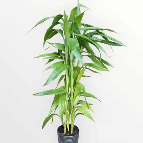 bambu