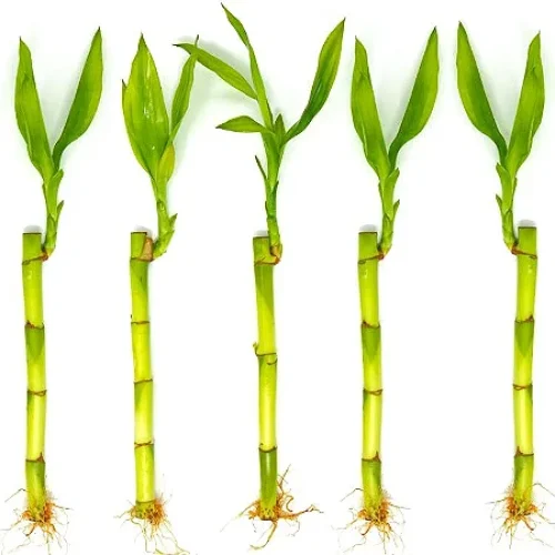 bambu