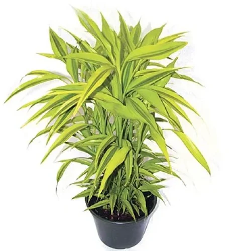 bambu varieg