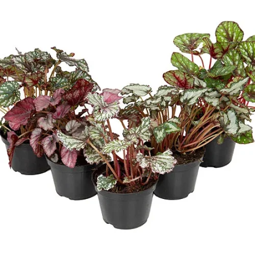 begonia-beleaf-pu6gvwxpxt
