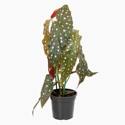 begonia-maculata-683f2716dccd2