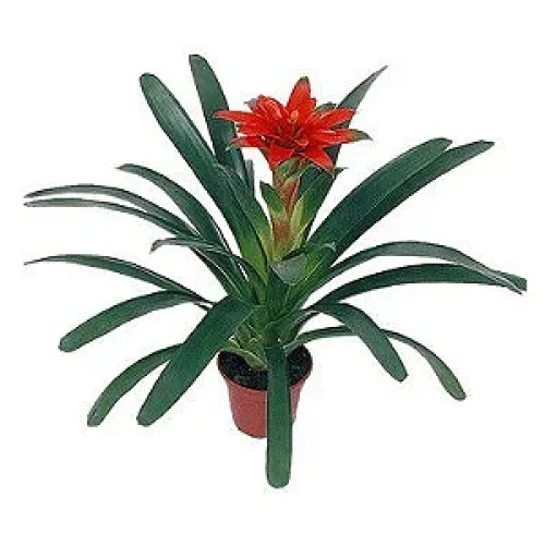 brome