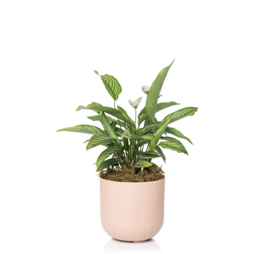 cachepo-15-creme-de-framboesa-com-planta