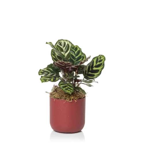 cachepo-due-2-geleia-de-framboesa-planta (1)