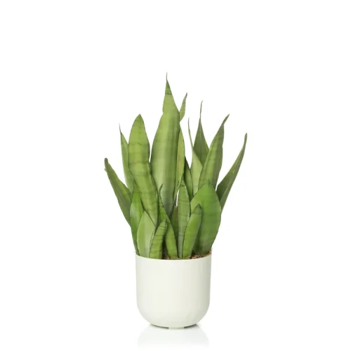 cachepo-due-3-calcario-planta