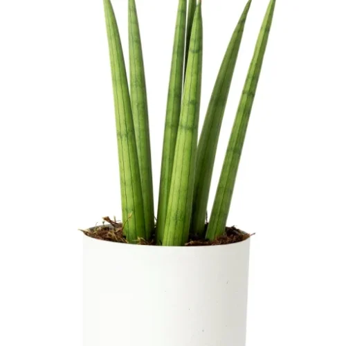 cachepo-raiz-pote-17-calcario-planta