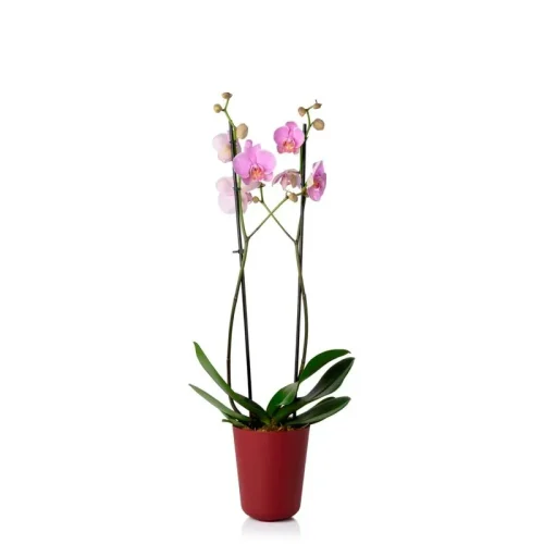 cachepo_due_n5_orquidea_pote_12_13_0_x_15_0_geleia_de_framboesa_18577_1_9d52bcf360e9b31c695546237b150ae7