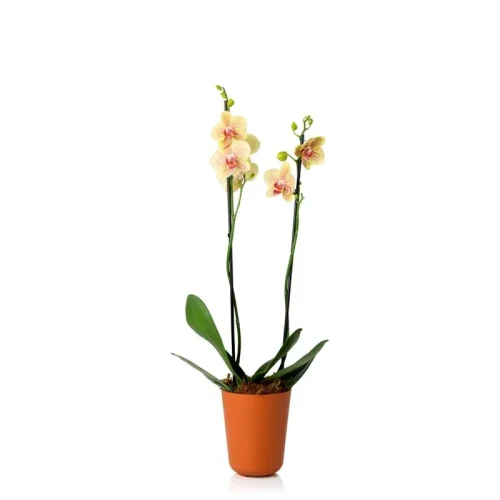 cachepo_due_n5_orquidea_pote_12_13_0_x_15_0_terracota_18581_1_0524d5658a4ef76cd6a193605cb1f564
