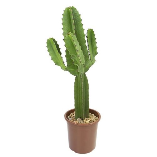 cactus-mandacaru-683e8e648d48d