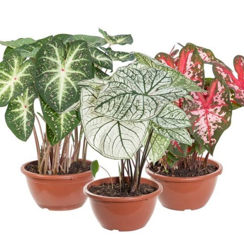caladium-variado-683e6c3e9565e