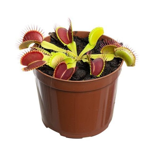 carnivora-dionaea-683e5468411df