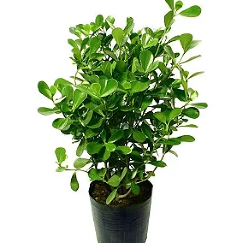 clusia-verde-entrega-no-rio-de-janeiro-w5ctmc3653