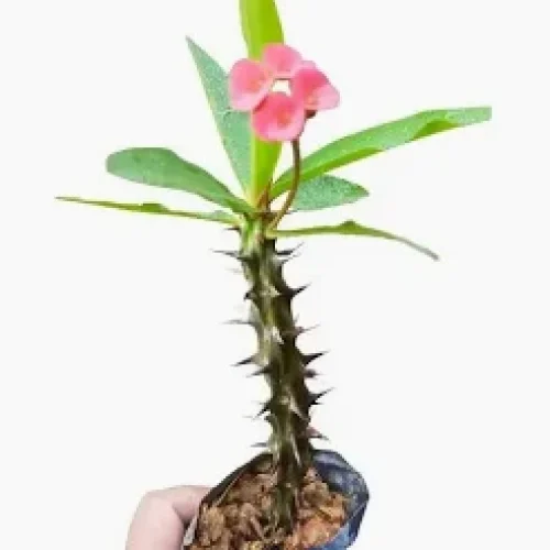 coroa