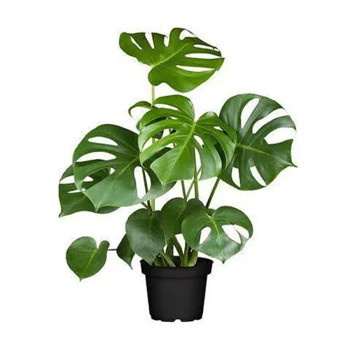 costela_de_adao_monstera_deliciosa_29_1_ff22bf8e9461a697ce0d22468d27b9db
