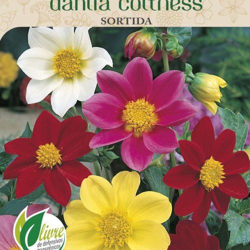 DAHLIA COLTNESS SORTIDA - 6020.cdr