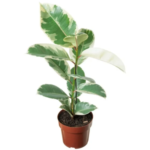 ficus