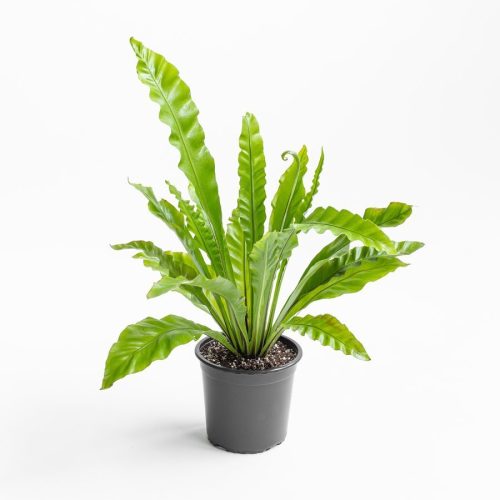 helecho-asplenium-l-001-900x900
