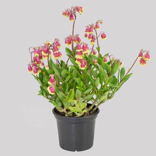 kalanchoe-wendy