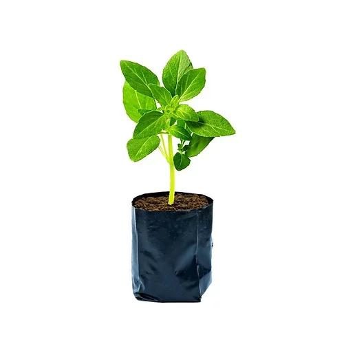 manjericao muda