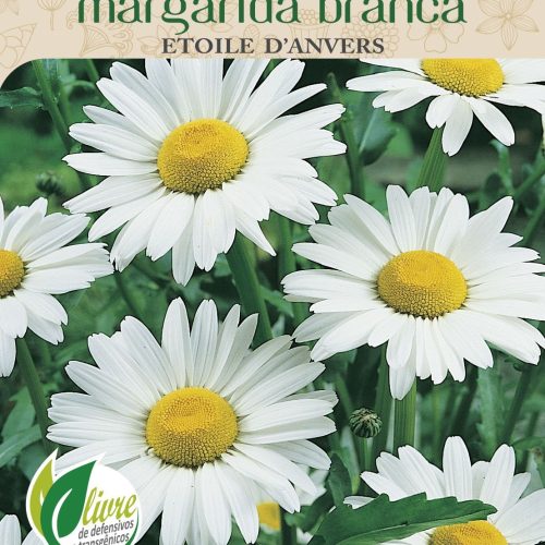 MARGARIDA BRANCA ETOILE D'ANVERS - 6028.cdr