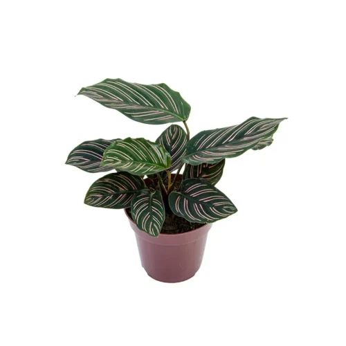maranta
