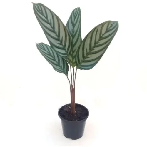 maranta