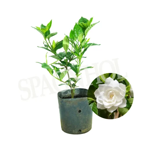 mini_gardenia_emb_1l_373_1_1b98fb35e141dbb9cb48b2098ed6990c