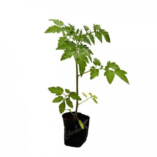 muda-de-tomate-cereja