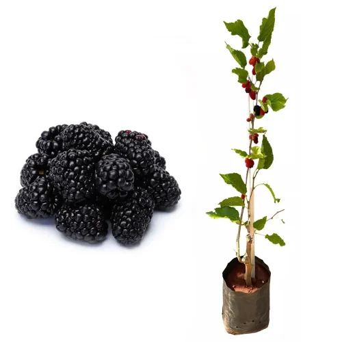 muda_de_amora_gigante_produzindo_altura_1_0_m_a_1_5_m_227_1_13e2a262c44b83fa49230260c893ad38