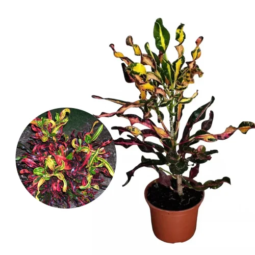 muda_de_croton_saca_rolha_altura_de_0_40_cm_a_0_80_cm_981_1_9fa31d6049bfaac6b6ca36ec41411d1f