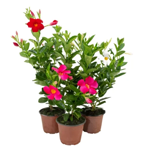muda_de_dipladenia_pote_15_18333_1_9406315bc43ba873864fca5f0de09d47