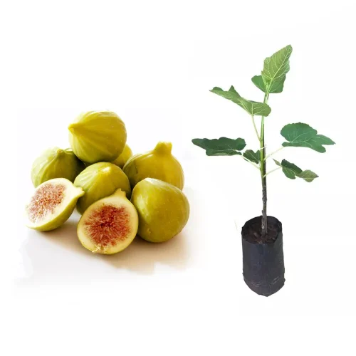 muda_de_figo_produzindo_altura_1_0_m_a_1_5_m_235_1_437ae5ce761839690b4d0e4e1af199e3