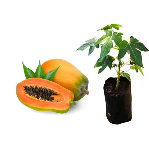 muda_de_mamao_formosa_altura_de_0_40_cm_a_0_80_cm_77_1_2cdd1e0dfdc586fd5a5c8f2ca4241e06